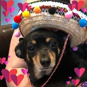 Meet your Posher, Donna